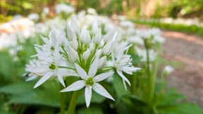 Bärlauchduft am Kühkopf