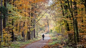 Junge Bäume geben Hoffnung