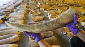 Gewaltiger Elfenbeinfund der Behörden in Singapur