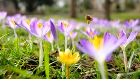 Zuckerwasser für die Bienen – auch zum Mitnehmen?