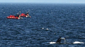 Geldstrafe für Walbeobachter in Kanada