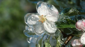 Gärtnern in Zeiten des Klimawandels
