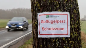Abermals Vogelgrippenachweis auf Rügen – 72.000 Tiere getötet