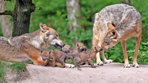 Welpen im Wolfsgehege