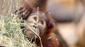 Wie ein Mensch im Wald 