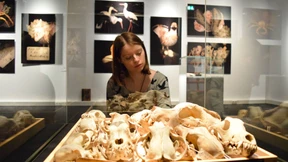 Hier liegt der Hund begraben