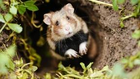 Gewerbe-Areal an A 66 könnte Hamster stören