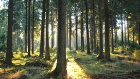 Folge dem weißen Kaninchen!