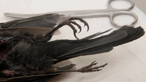 Usutu-Virus erstmals in Deutschland bei Mensch nachgewiesen