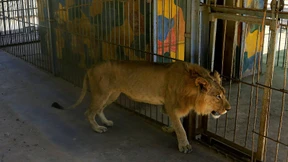 Abgemagerte Zoo-Löwen sorgen für Empörung