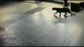 Leopard tigert durch Hotel