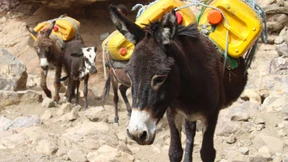 In Nigeria werden die Esel teurer – wegen China