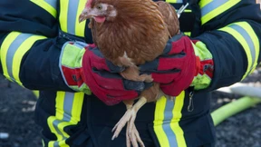 Tausende Hühnchen im Stall verbrannt