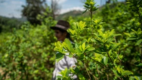 Regierung will gesamte Koka-Ernte aufkaufen