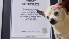 Ältester Hund der Welt stirbt im Alter von 22 Jahren