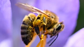 Der lange Weg nach Europa