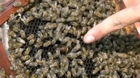 Bienenstiche als letzte Hoffnung