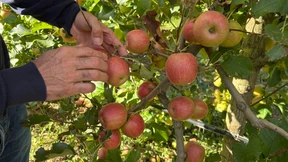 Apfelanbau mit erhöhtem Risiko