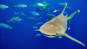 Wo beißen Haie am häufigsten zu?