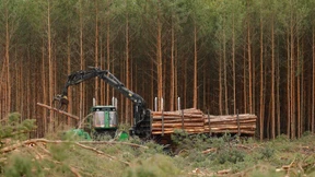 Eidechse und Natter stoppen Tesla