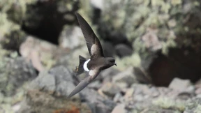 Wie der Klimawandel die Schwalben in der Antarktis gefährdet