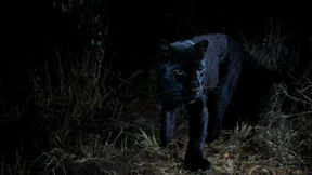 Tierfotograf fängt schwarzen Leoparden ein