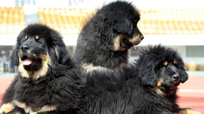 Besitzer müssen lauten Hunden Teile der Stimmbänder entfernen