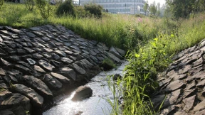 Zu viele Pestizide in Gewässern