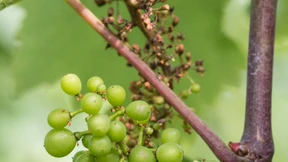 Die ersten Ökowinzer melden Totalausfälle