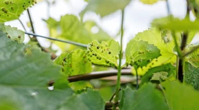 „Dann wäre ein Großteil des Weinbaus tot“