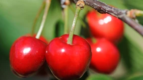 Die Kirschernte fällt schlecht aus