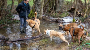 Die Tücken der Versicherung für das Haustier