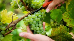 16.1 00 Euro für einen Riesling