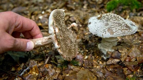 Zahl der Pilzvergiftungen steigt