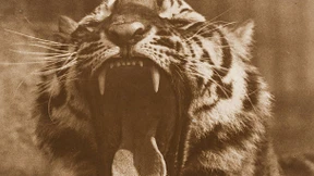 Der Löwe im Tierpark hält nicht still