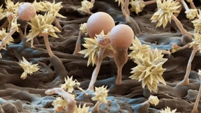 Ein Universum im Kleinen