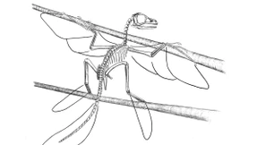 Rütteln am  Stammbaum  der Vögel