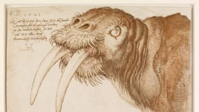 Tausche Pinsel aus Tümmlerborsten gegen Grafik