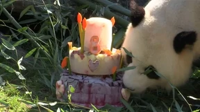 Panda-Männchen feiert Geburtstag