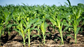 Wer hat Angst vor diesem Mais?