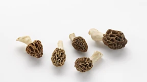 Von Morcheln und Lorcheln