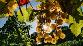 Die besten Weine einer durchwachsenen Saison