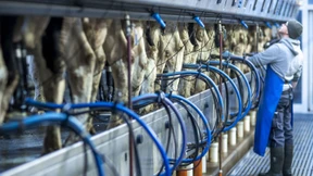 Bauernverband erwartet stabile Milchpreise