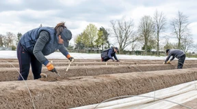Genug Erntehelfer, aber steigende Kosten