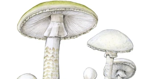 Mörderische Doppelgänger