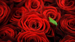 Für die Liebste müssen es Rosen sein