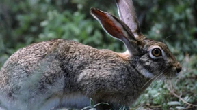 Der Osterhase lebt auch am Kap