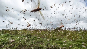 Heuschreckenplage sucht Ostafrika heim