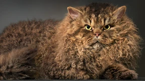 Schwierige Fotomodelle