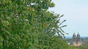 Unterwegs im hessischen „Kirschenparadies“